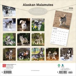 Alternative view of Alaskan Malamutes | 2026 12 x 24 Inch (Hanging) Monthly Square Wall Calendar | Plastic-Free | BrownTrout | Animals Dog Breeds