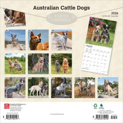 Alternative view of Australian Cattle Dogs | 2026 12 x 24 Inch (Hanging) Monthly Square Wall Calendar | Plastic-Free | BrownTrout | Animals Dog Breeds
