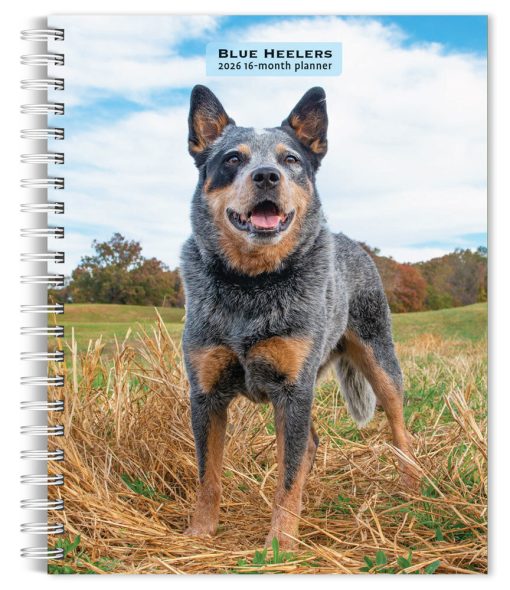 Blue Heelers 2026 Engagement
