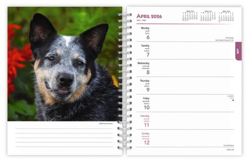 Blue Heelers 2026 Engagement