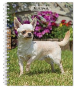 Chihuahuas 2026 Engagement