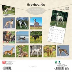 Alternative view of Greyhounds | 2026 12 x 24 Inch (Hanging) Monthly Square Wall Calendar | Plastic-Free | BrownTrout | Animals Dog Breeds