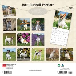 Alternative view of Jack Russell Terriers | 2026 12 x 24 Inch (Hanging) Monthly Square Wall Calendar | Plastic-Free | BrownTrout | Animals Dog Breeds