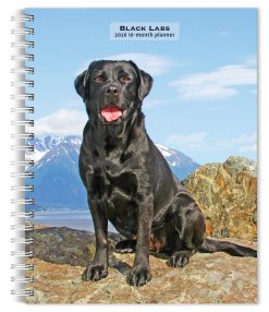 Labrador Retrievers, Black 2026 Engagement