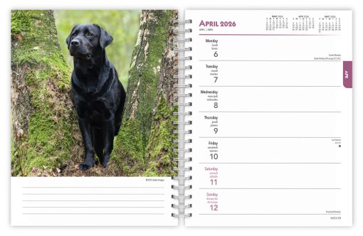 Labrador Retrievers, Black 2026 Engagement