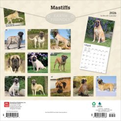 Alternative view of Mastiffs | 2026 12 x 24 Inch (Hanging) Monthly Square Wall Calendar | Plastic-Free | BrownTrout | Animals Dog Breeds