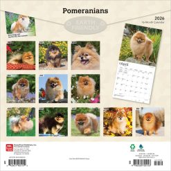 Alternative view of Pomeranians | 2026 12 x 24 Inch (Hanging) Monthly Square Wall Calendar | Plastic-Free | BrownTrout | Animals Small Dog Breeds