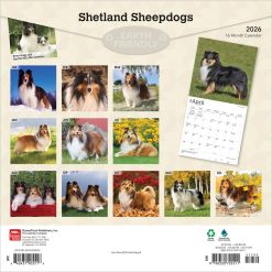 Alternative view of Shetland Sheepdogs | 2026 12 x 24 Inch (Hanging) Monthly Square Wall Calendar | Plastic-Free | BrownTrout | Animals Dog Breeds