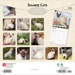 Alternative view of Siamese Cats | 2026 12 x 24 Inch (Hanging) Monthly Square Wall Calendar | Plastic-Free | BrownTrout | Animals Kittens Feline