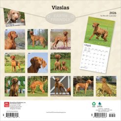 Alternative view of Vizslas | 2026 12 x 24 Inch (Hanging) Monthly Square Wall Calendar | Plastic-Free | BrownTrout | Animals Dog Breeds