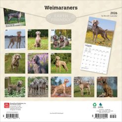 Alternative view of Weimaraners | 2026 12 x 24 Inch (Hanging) Monthly Square Wall Calendar | Plastic-Free | BrownTrout | Animals Dog Breeds