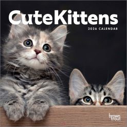 Cute Kittens 2026 Square