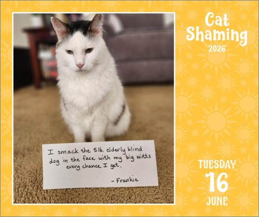 Cat Shaming 2026 Boxed