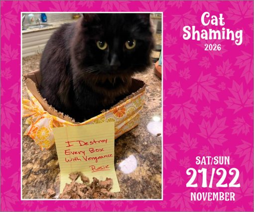 Cat Shaming 2026 Boxed