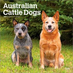 Australian Cattle Dogs 2026 Square