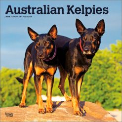 Australian Kelpies 2026 Square