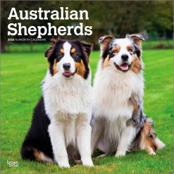 Australian Shepherds 2026 Square