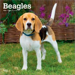 Beagles 2026 Square