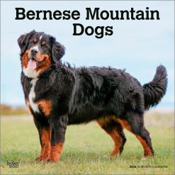 Bernese Mountain Dogs 2026 Square