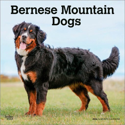 Bernese Mountain Dogs 2026 Square