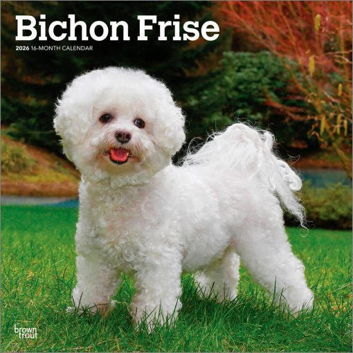Bichon Frise | 2026 12 x 24 Inch (Hanging) Monthly Square Wall Calendar | Plastic-Free | BrownTrout | Animals Dog Breeds