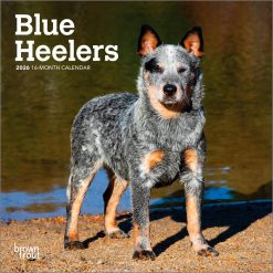Blue Heelers 2026 Mini