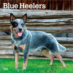 Blue Heelers 2026 Square