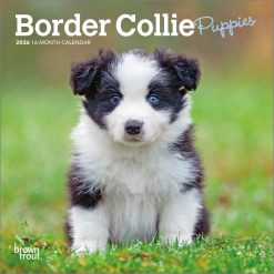 Border Collie Puppies 2026 Mini