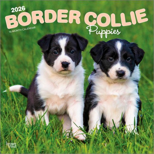 Border Collie Puppies | 2026 12 x 24 Inch (Hanging) Monthly Square Wall Calendar | Plastic-Free | BrownTrout | Animals Dog Breeds Collie Puppy