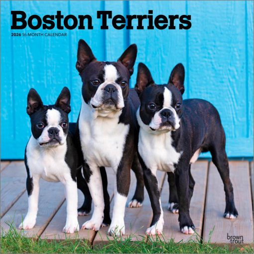 Boston Terriers 2026 Square