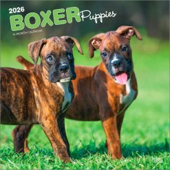 Boxer Puppies 2026 Square