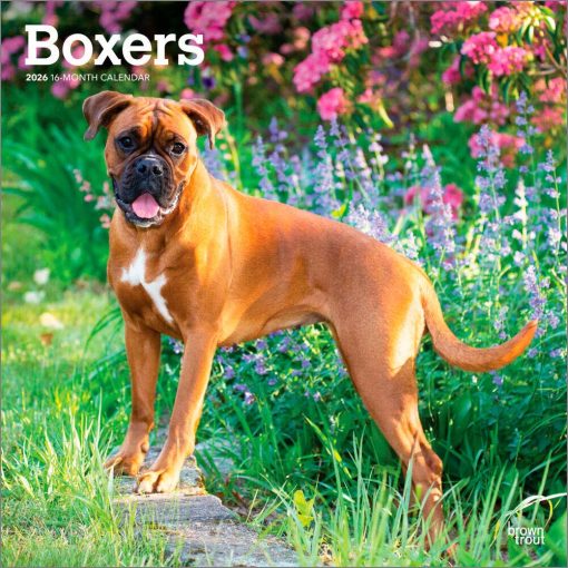 Boxers International Edition 2026 Square