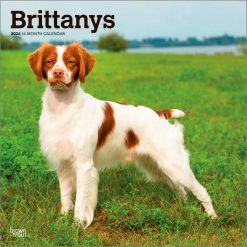 Brittanys 2026 Square