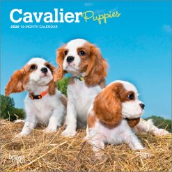 Cavalier King Charles Spaniel Puppies 2026 Mini