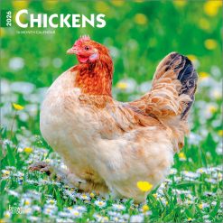 Chickens 2026 Square