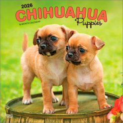 Chihuahua Puppies 2026 Square