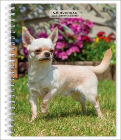 Chihuahuas 2026 Engagement