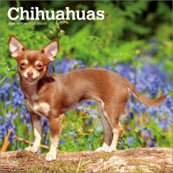Chihuahuas 2026 Square