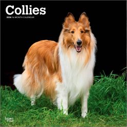 Collies 2026 Square