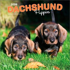 Dachshund Puppies 2026 Square