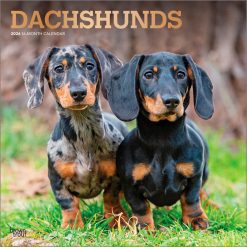 Dachshunds 2026 Square Foil
