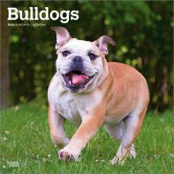Bulldogs 2026 Square