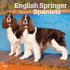 English Springer Spaniels 2026 Square