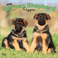 German Shepherd Puppies 2026 Square
