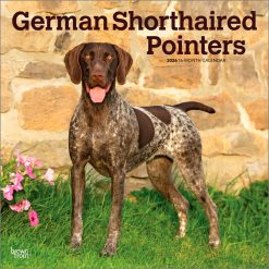 German Shorthaired Pointers 2026 Square
