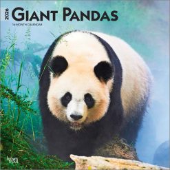 Giant Pandas 2026 Square