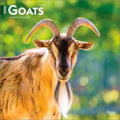 Goats 2026 Square