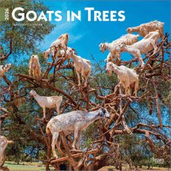 Goats In Trees 2026 Square