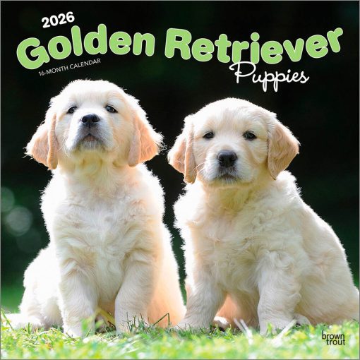 Golden Retriever Puppies 2026 Square