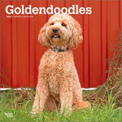 Goldendoodles 2026 Square